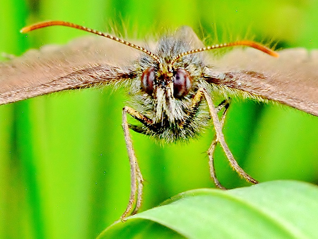 Ringlet. Aphantopus hyperantus