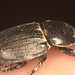 IMG 8391beetle