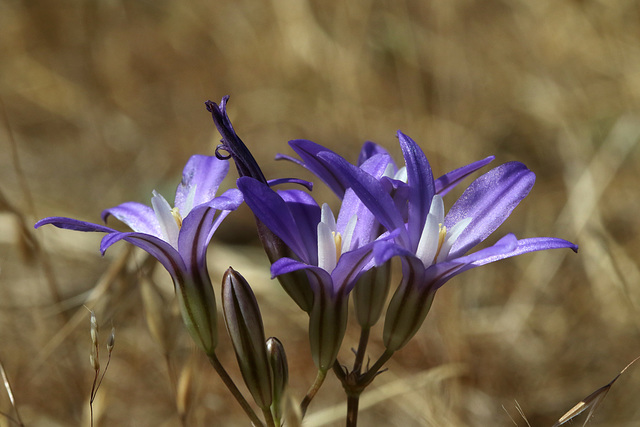 Harvest Brodiaea