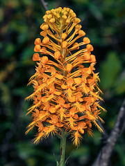 Platanthera ciliaris (Yellow Fringed orchid)