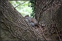 Red squirrel