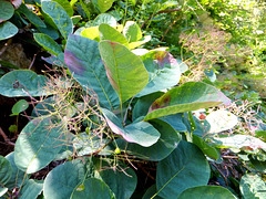 Perückenstrauch (Cotinus coggygria). ©UdoSm