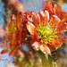 Cholla Blooms in Petrified Wood