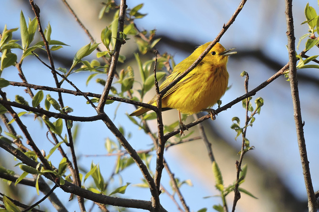 Yellow Warbler