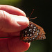 Northwestern Fritillary (?) butterfly in Black Diamond