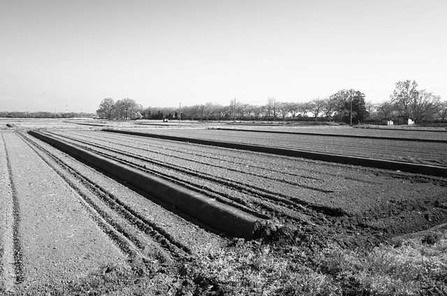 Rice fields ready to be flooded