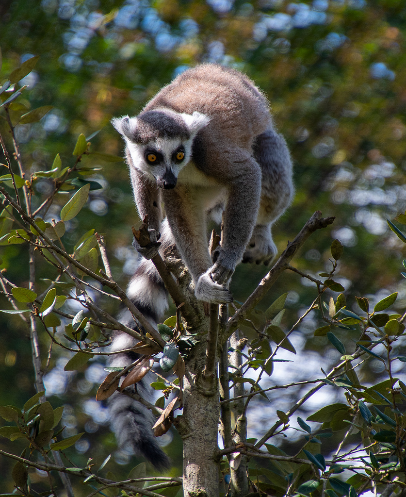 Lemur