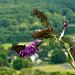 Monarch on the Mountain