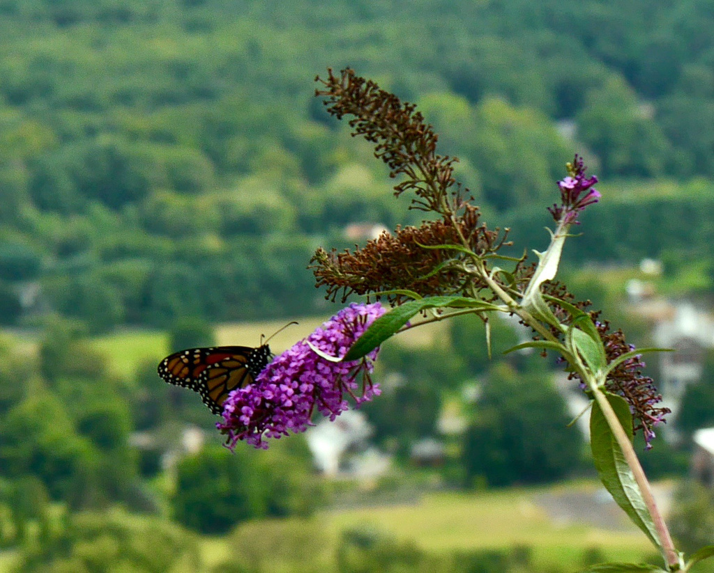 Monarch on the Mountain