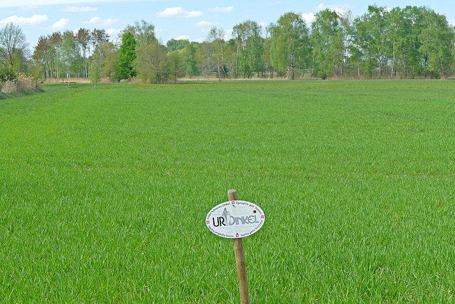 Ein in Vorarlberg ( Österreich ) von Schweizern bewirtschaftetes Dinkel Feld