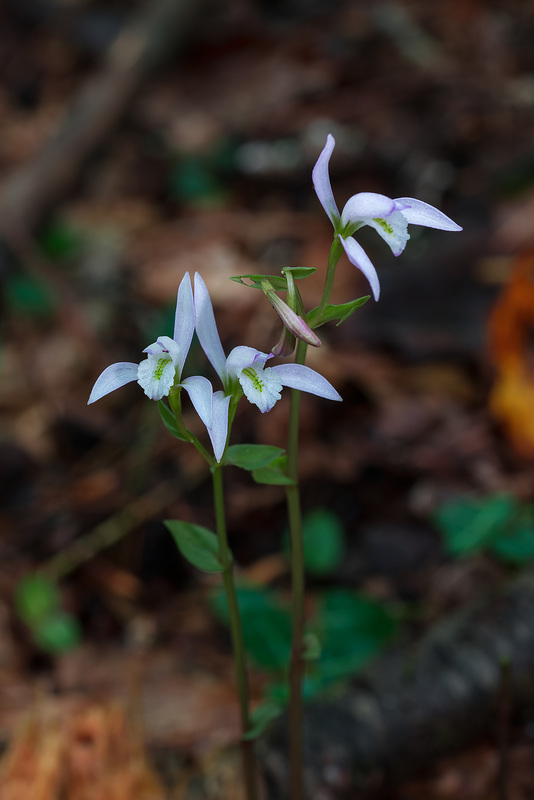 Triphora trianthophoros (Three-birds orchid)