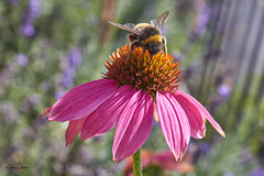 Hummel auf Echinacea