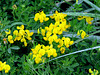 Birdfoot trefoil