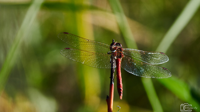 Gemeine Heidelibelle – Sympetrum vulgatum