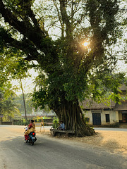 Banyan tree