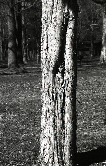 Tree Trunk