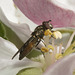 IMG 9353. Hoverflyjpg