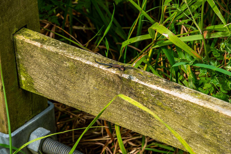 baby common lizard