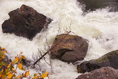 fallen tree in the Falls