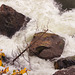 fallen tree in the Falls