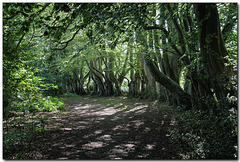 A walk in the woods