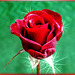 A 'brilliant' rose. I wish you all a wonderful weekend... ©UdoSm