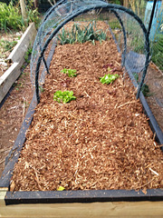 garlic bed just after planting