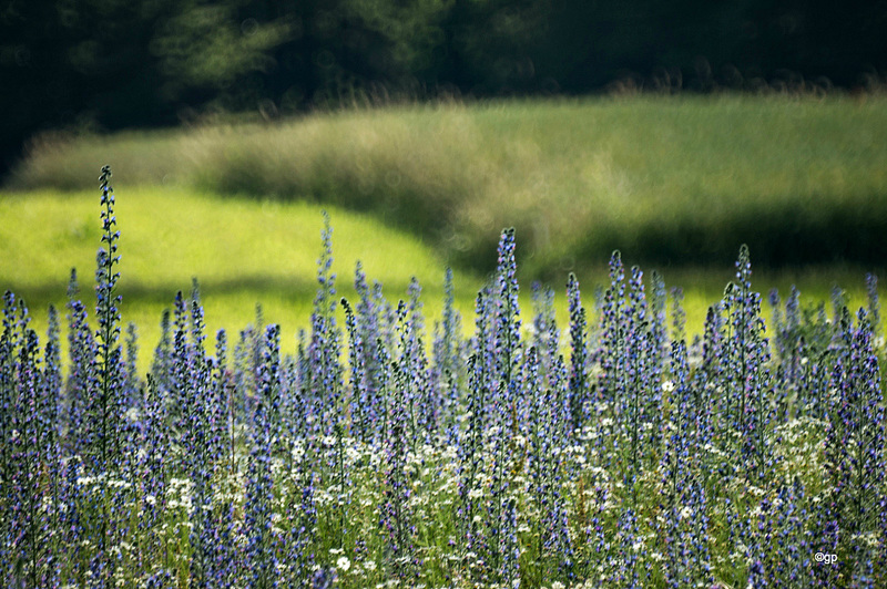 In the Fields 1