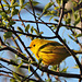 Yellow Warbler