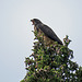 Swainson's Hawk