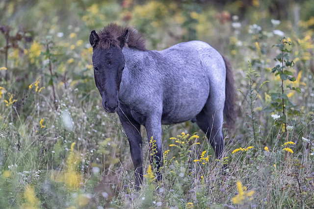 Eva's new foal