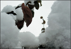 A levél és a hó... The leaves and the snow