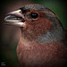 The 50 Images-Project </b>  graines, seeds : > 3/50