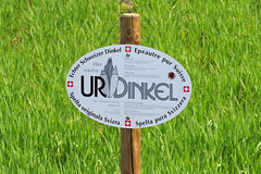 UR-Dinkel