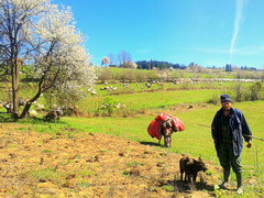 Shepherd and his flock