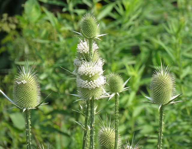 Teasels