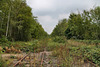 Ehemaliger Bahnhof Gelsenkirchen-Wattenscheid, überwucherte Gleise / 24.09.2022