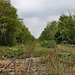 Ehemaliger Bahnhof Gelsenkirchen-Wattenscheid, überwucherte Gleise / 24.09.2022