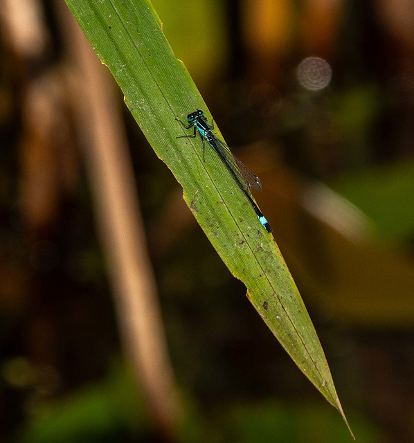 Blue tailed damselfly