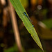 Blue tailed damselfly
