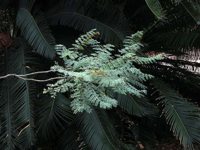 L.A. County Arboretum (0939)