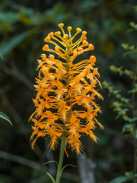 Platanthera ciliaris (Yellow Fringed orchid)