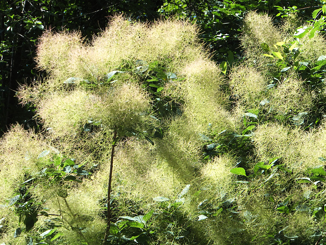 Perückenstrauch (Cotinus coggygria). ©UdoSm