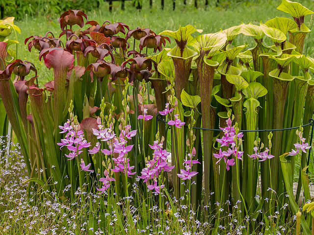 Orchids in the front yard Bog Garden