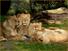 Lion family