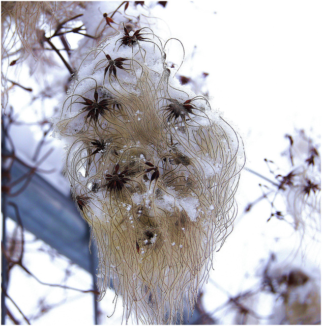 ... hiver en fleur ... (Plessis-Bouchard)