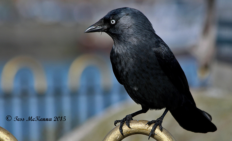 Eurasian Jackdaw 048