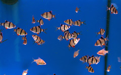 Little Fishies Whizzing Around!!!