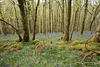 Bluebells In Carstramon Woods