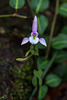 Triphora trianthophoros (Three-birds orchid)